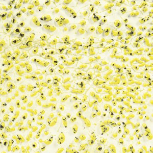 CR61 YELLOW CRAWL