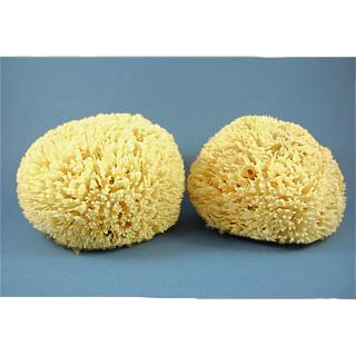 Sheepswool Sponge